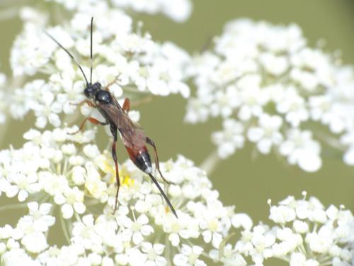 Aritranis sp.